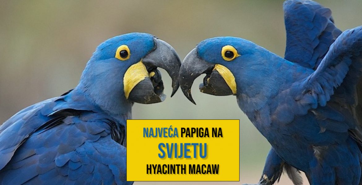 Najveća papiga na svijetu_Hyacinth Macaw