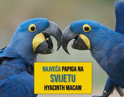 Najveća papiga na svijetu_Hyacinth Macaw
