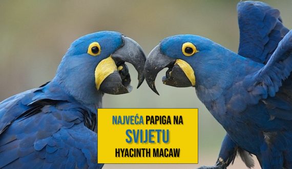 Najveća papiga na svijetu_Hyacinth Macaw
