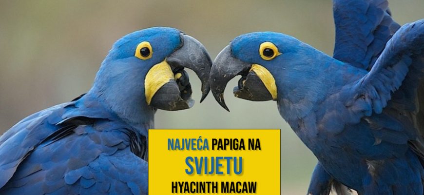 Najveća papiga na svijetu_Hyacinth Macaw