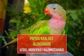 PAPIGA KRALJICE ALEKSANDRE_UZGOJ,HRANJENJE I RAZMNOŽAVANJE