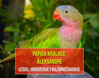 PAPIGA KRALJICE ALEKSANDRE_UZGOJ,HRANJENJE I RAZMNOŽAVANJE