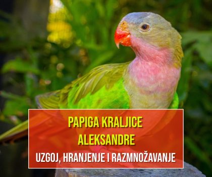 PAPIGA KRALJICE ALEKSANDRE_UZGOJ,HRANJENJE I RAZMNOŽAVANJE
