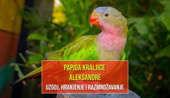 PAPIGA KRALJICE ALEKSANDRE_UZGOJ,HRANJENJE I RAZMNOŽAVANJE