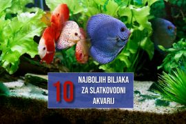 10 NAJBOLJIH BILJAK ZA SLATKOVODNI AKVARIJ