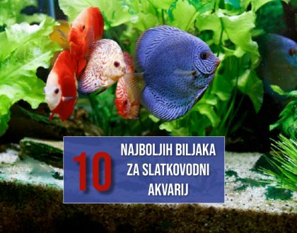 10 NAJBOLJIH BILJAK ZA SLATKOVODNI AKVARIJ