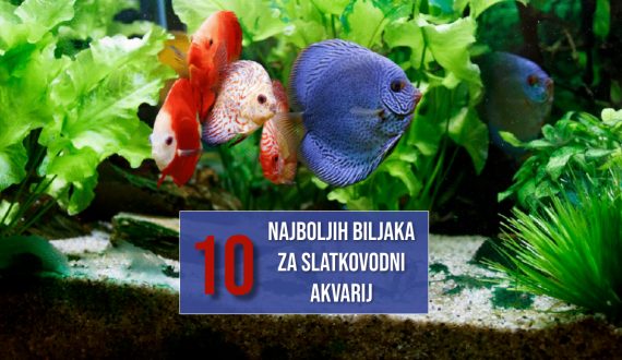 10 NAJBOLJIH BILJAK ZA SLATKOVODNI AKVARIJ