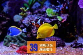 39 SAVJETA ZA AKVARISTE