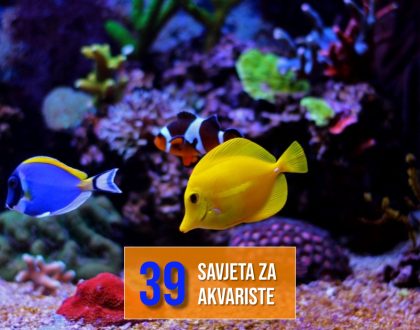 39 SAVJETA ZA AKVARISTE