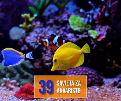 39 SAVJETA ZA AKVARISTE