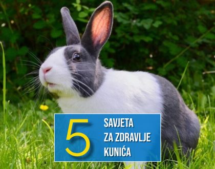 5 SAVJETA ZA ZDRAVLJE KUNIĆA