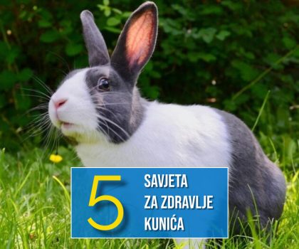 5 SAVJETA ZA ZDRAVLJE KUNIĆA