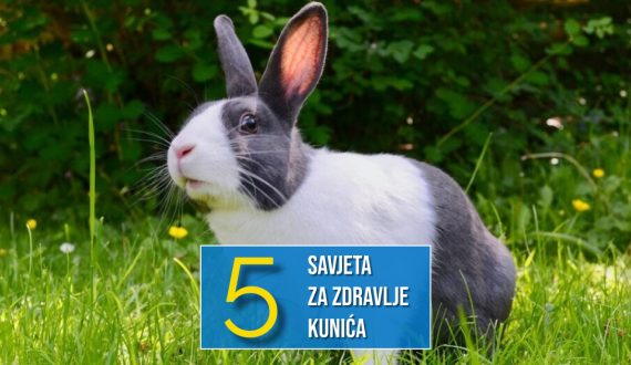 5 SAVJETA ZA ZDRAVLJE KUNIĆA