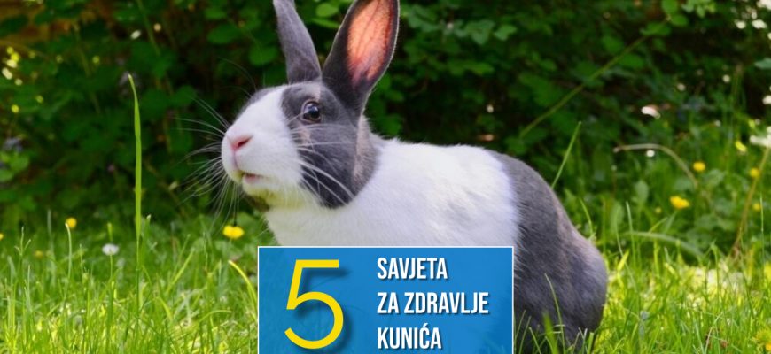 5 SAVJETA ZA ZDRAVLJE KUNIĆA