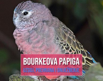 BOURKEOVA_ PAPIGA_UZGOJ_PREHRANA_GNIJEŽĐENJE