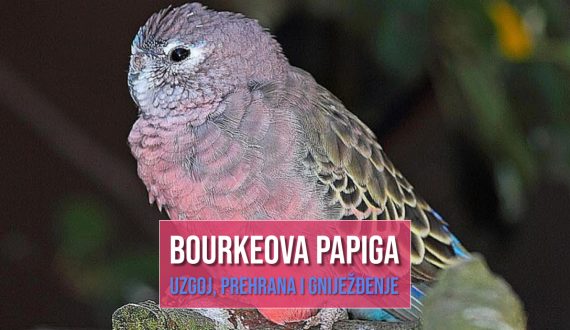 BOURKEOVA_ PAPIGA_UZGOJ_PREHRANA_GNIJEŽĐENJE