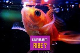 ČIME HRANITI RIBE