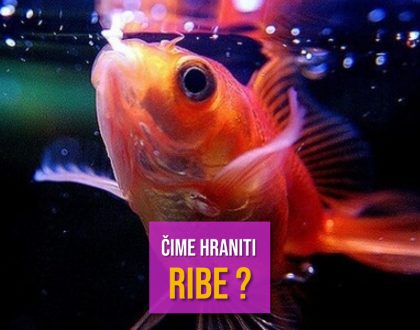 ČIME HRANITI RIBE