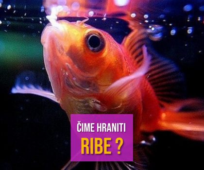 ČIME HRANITI RIBE