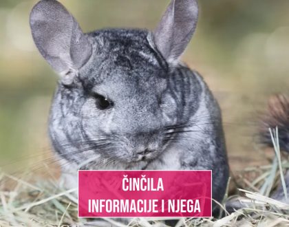 ČINČILA INFORMACIJE I NJEGA