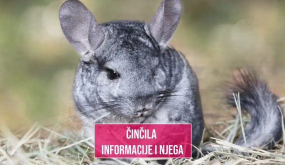 ČINČILA INFORMACIJE I NJEGA