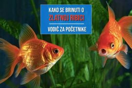 KAKAO SE BRINUTI O ZLATNOJ RIBICI