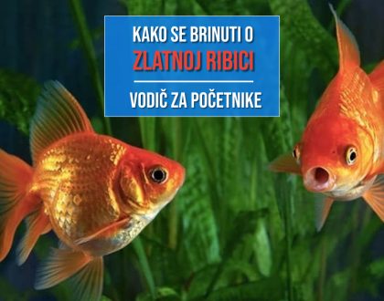 KAKAO SE BRINUTI O ZLATNOJ RIBICI