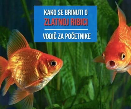 KAKAO SE BRINUTI O ZLATNOJ RIBICI