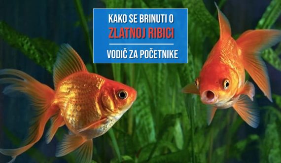 KAKAO SE BRINUTI O ZLATNOJ RIBICI