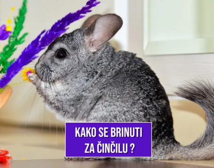 KAKO SE BRINUTI ZA ČINČILU