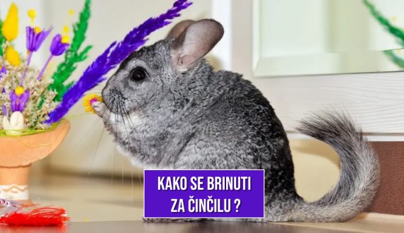 KAKO SE BRINUTI ZA ČINČILU