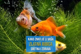 KAKO ZNATI JE LI VAŠA ZLATNA RIBICA SRETNA I ZDRAVA