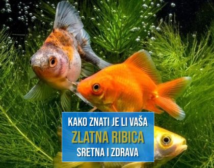 KAKO ZNATI JE LI VAŠA ZLATNA RIBICA SRETNA I ZDRAVA