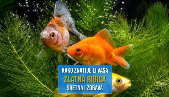 KAKO ZNATI JE LI VAŠA ZLATNA RIBICA SRETNA I ZDRAVA