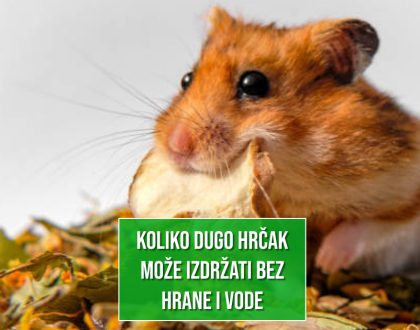 KOLIKO DUGO HRČAK MOŽE IZDRŽATI BEZ HRANE I VODE