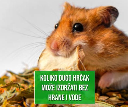 KOLIKO DUGO HRČAK MOŽE IZDRŽATI BEZ HRANE I VODE