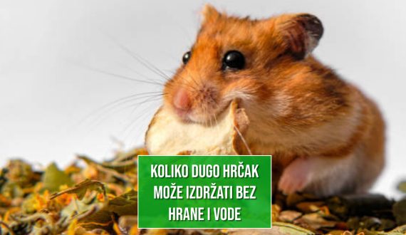 KOLIKO DUGO HRČAK MOŽE IZDRŽATI BEZ HRANE I VODE