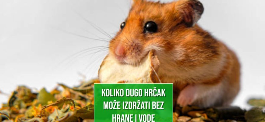 KOLIKO DUGO HRČAK MOŽE IZDRŽATI BEZ HRANE I VODE