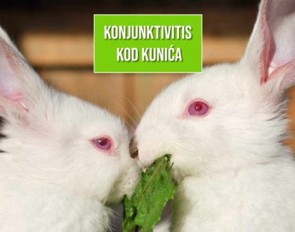 KONJUNKTIVITIS KOD KUNIĆA