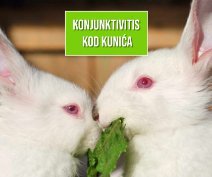 KONJUNKTIVITIS KOD KUNIĆA