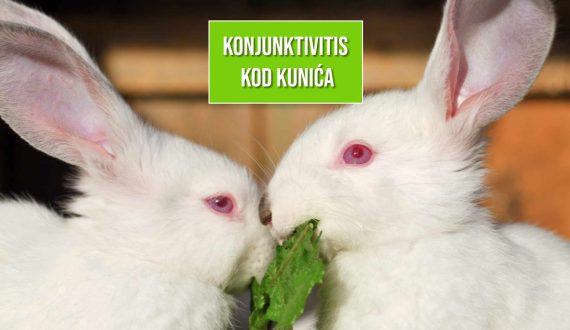 KONJUNKTIVITIS KOD KUNIĆA