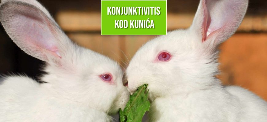 KONJUNKTIVITIS KOD KUNIĆA