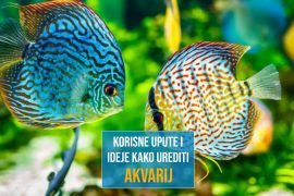 KORISNE UPUTE I IDEJE KAKO UREDITI AKVARIJ