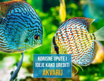 KORISNE UPUTE I IDEJE KAKO UREDITI AKVARIJ