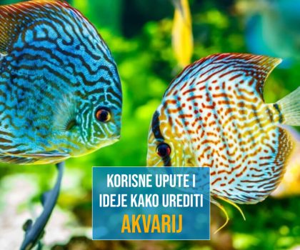 KORISNE UPUTE I IDEJE KAKO UREDITI AKVARIJ