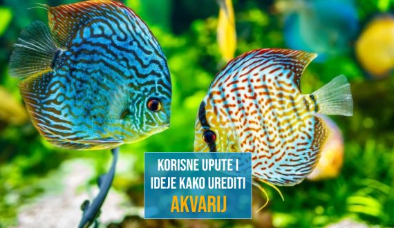 KORISNE UPUTE I IDEJE KAKO UREDITI AKVARIJ