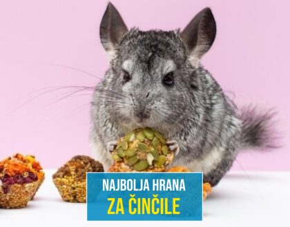 NAJBOLJA HRANA ZA ČINČILE_