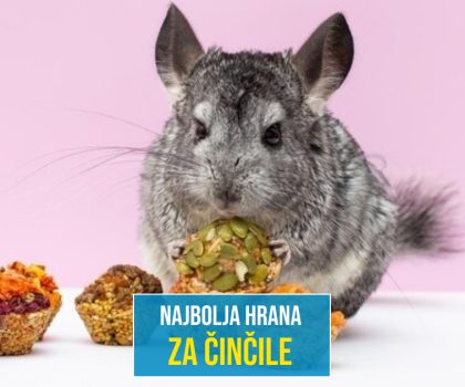 NAJBOLJA HRANA ZA ČINČILE_