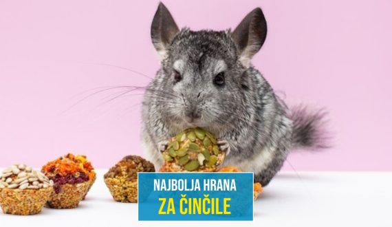 NAJBOLJA HRANA ZA ČINČILE_