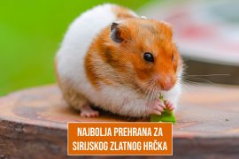 NAJBOLJA PREHRANA ZA SIRIJSKOG ZLATNOG HRČKA